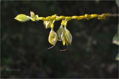 Crotalaria pulchra
